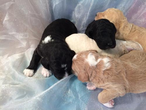 Puppies,Iowa,Mini,Minnesota,Sale,Wisconsin,Goldendoodle,Illinois,Black,Tan,white,Apricot,cream,litter,for